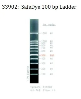 SafeDye 100bp Ladder