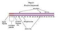 Pepsin 1:10000 ex. Porcine Stomach Mucosa extrapure AR, 2.5Anson U/mg