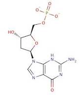 2’-Deoxyguanosine -5’-Monophosphate Sodium Salt (dGMP) extrapure, 98%