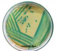 ChroMed Listeria Agar (I)