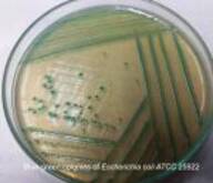 ChroMed TBX Agar (E.coli Agar Modified)