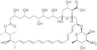 Amphotericin B (AMT)