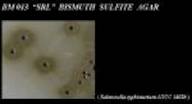 Bismuth Sulphite Agar (I)