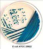 ChroMed E.coli Agar