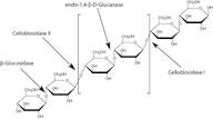 B-Glucosidase ex. Sweet Almonds (Type 1), 1000U/mg