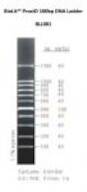 ProxiO 100bp DNA Ladder