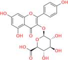 Kaempferol-3-Glucuronide