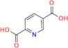 Isocinchomeronic acid