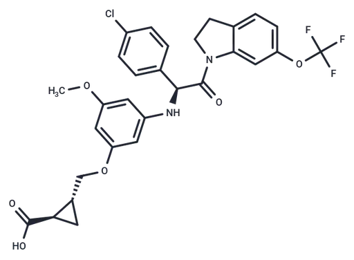 DENV-IN-2