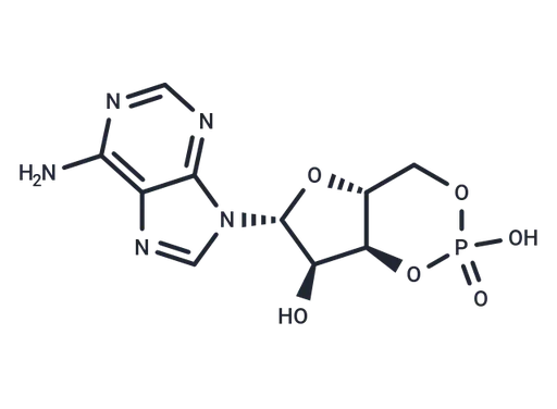 Cyclic AMP