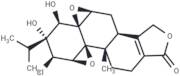 Tripchlorolide