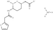 Vaborbactam ammonium salt