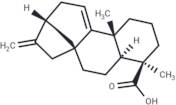 Grandiflorenic acid