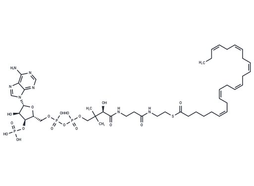 (6Z,9Z,12Z,15Z,18Z,21Z)-Tetracosahexaenoyl-CoA