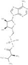 Valyl adenylate