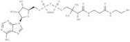 Dephospho-CoA