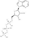 Purine riboside triphosphate