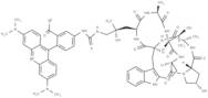 Phalloidin-TRITC