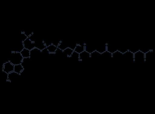 Malonyl CoA