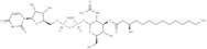 UDP-3-O-acyl-GlcNAc