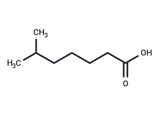 6-Methylheptanoic acid