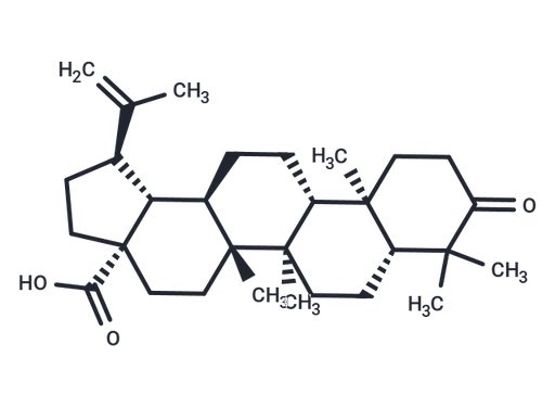 Betulonic acid (Standard)