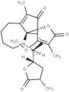 Protostemotinine