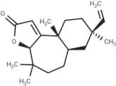 Fischeria A