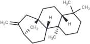 (-)-Phyllocladene