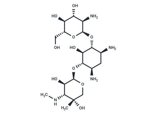 Gentamicin X2
