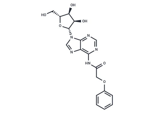 N6-Phenoxyacetyladenosine