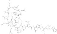 Sarafotoxin S6c