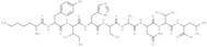 MAP kinase fragment [Multiple species]