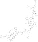 P17 Peptide