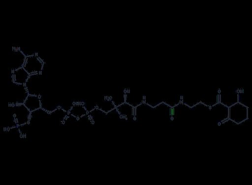 2-Hydroxy-6-oxocyclohexane-1-carbonyl-CoA