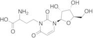 3-(3-Amino-3-carboxypropyl)uridine