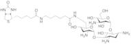 Biotinamidocaproate Tobramycin Amide