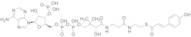 (E)-p-Coumaroyl-CoA