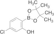 4-Chloro-2-hydroxyphenylboronic acid pinacol ester