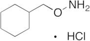 O-(Cyclohexylmethyl)hydroxylamine Hydrochloride