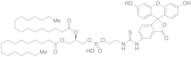 Fluorescein-Dipalmitoylphosphatidylethanolamine