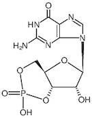 Guanosine 3',5'-Cyclic Monophosphate