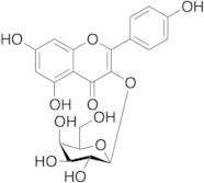 Kaempferol 3-​O-​D-​Galactoside
