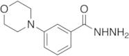 3-(4-Morpholinyl)benzoic Acid Hydrazide