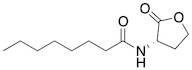 N-Octanoyl-L-homoserine lactone