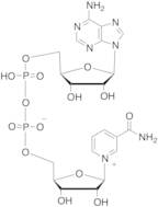 beta-Nicotinamide Adenine Dinucleotide