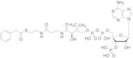 Phenylacetyl CoA