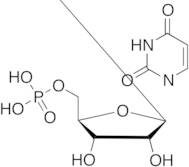 Uridine 5'-Monophosphate